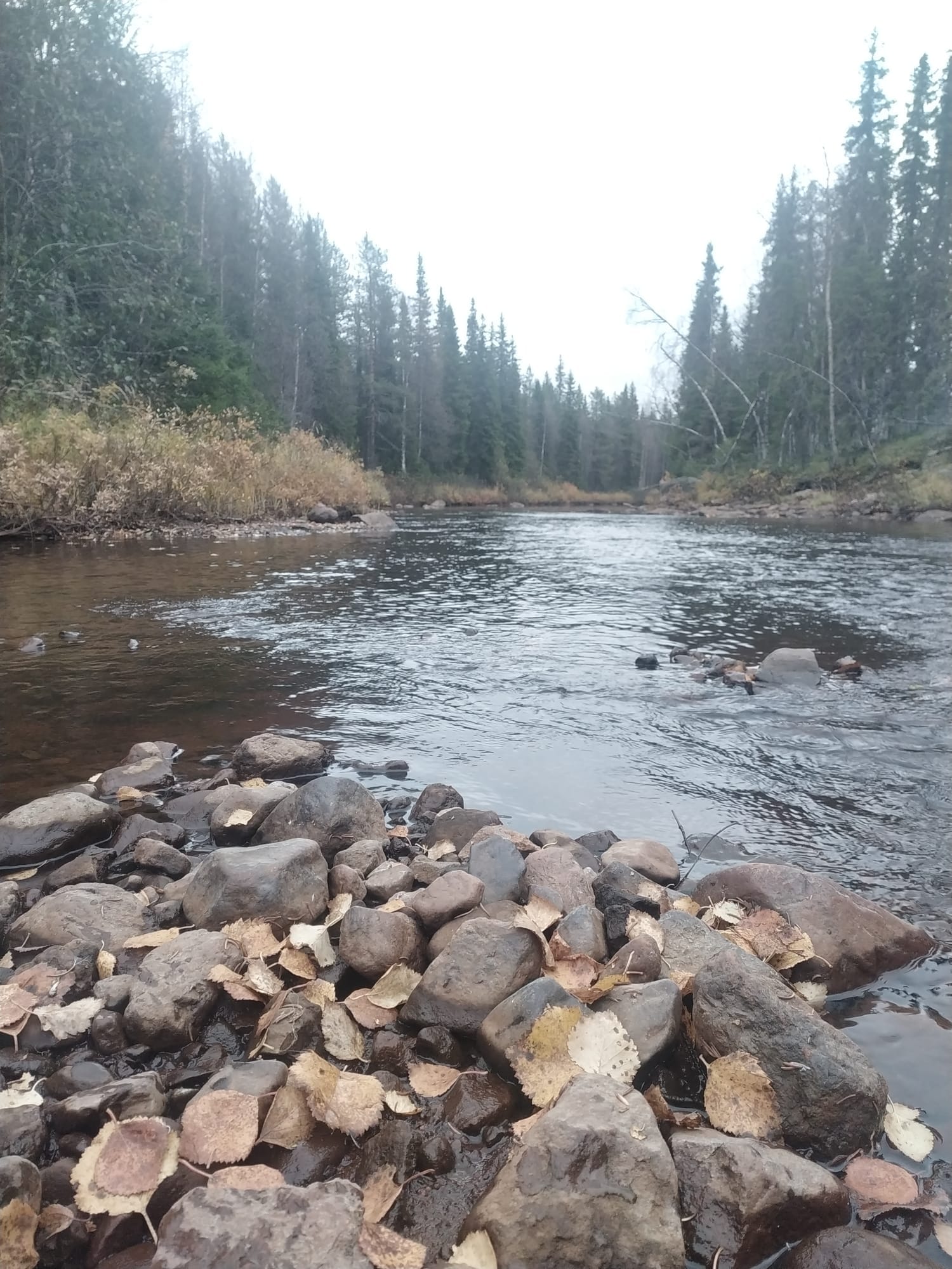 Fiume e bosco in autunno nel nord della Svezia