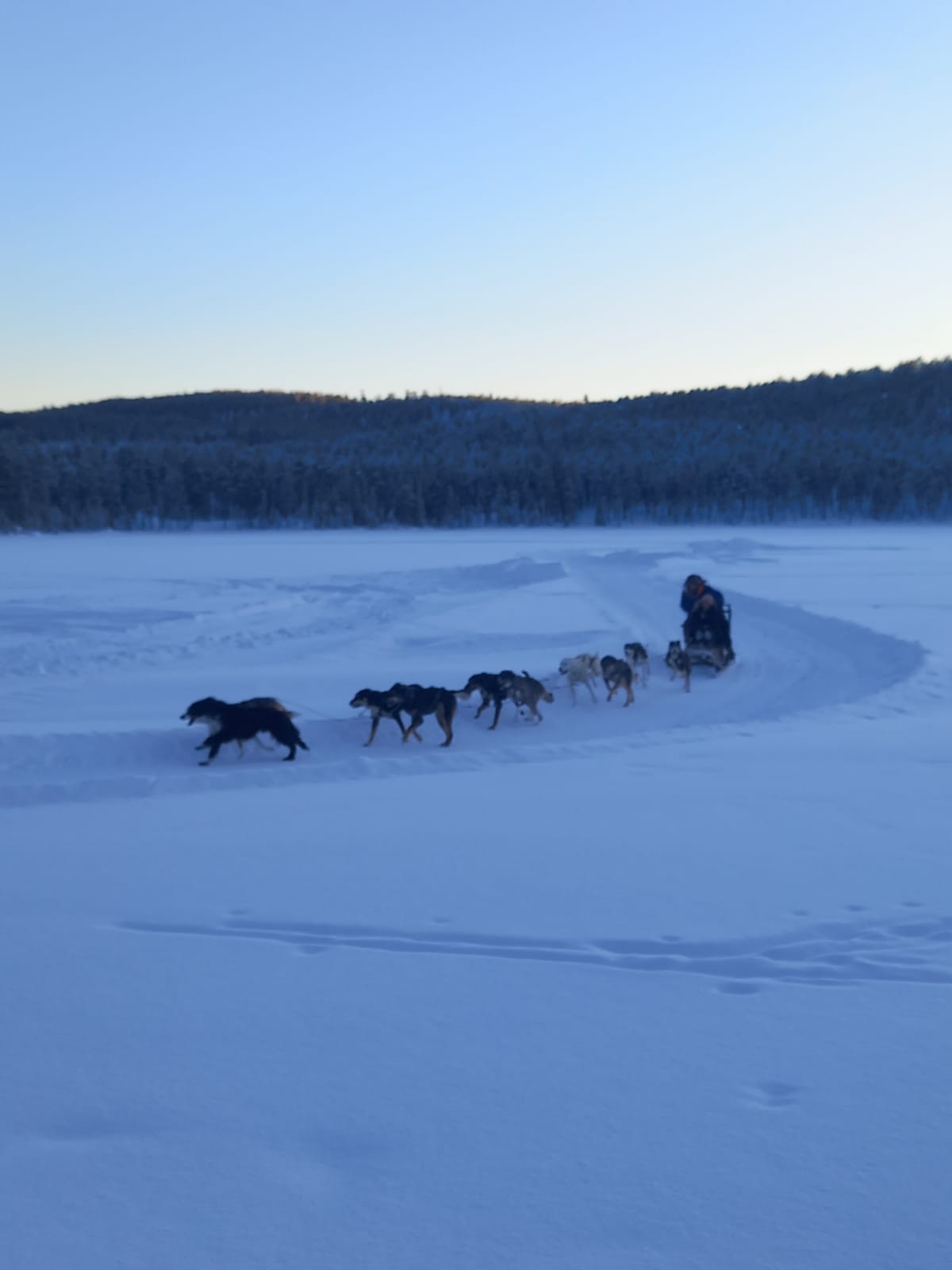 Slitta trainata da cani in un paesaggio invernale nel nord della Svezia