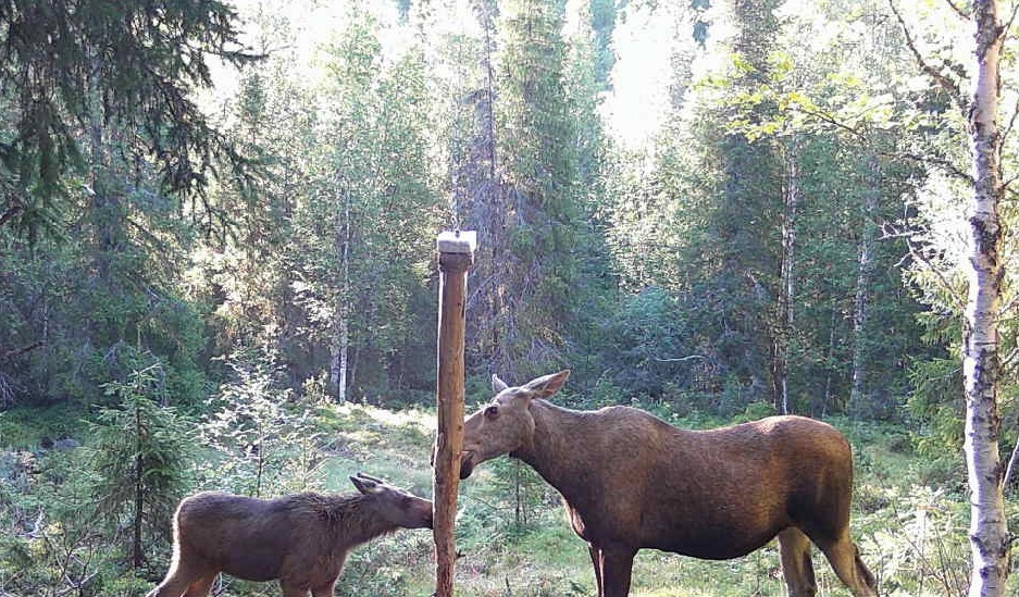 Alce con piccolo nel bosco