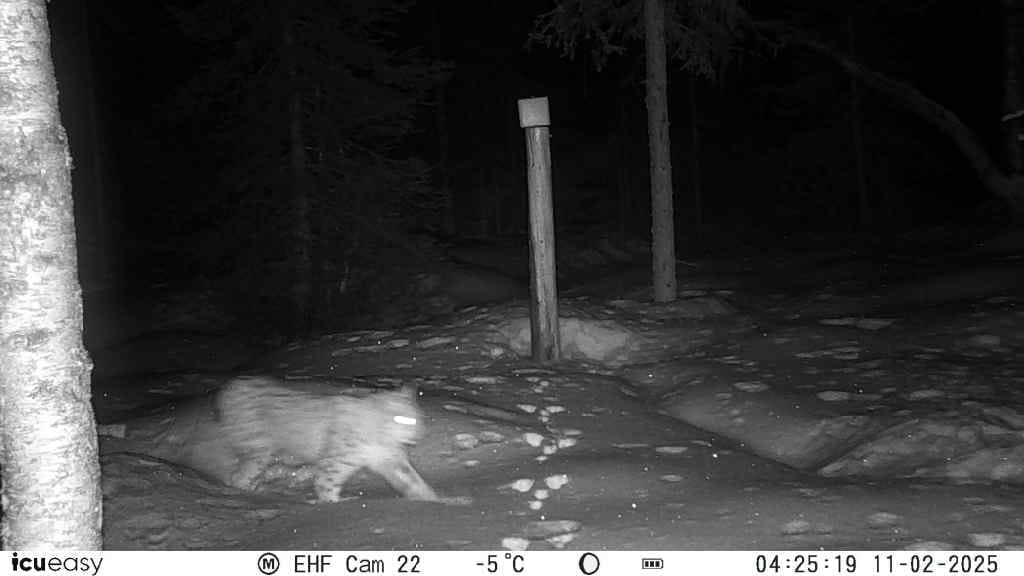 Lince ripresa da una fototrappola in un paesaggio invernale